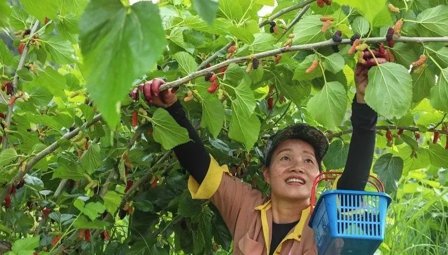 農(nóng)業(yè)全產(chǎn)業(yè)鏈建設(shè)是重塑農(nóng)業(yè)競(jìng)爭(zhēng)力的關(guān)鍵之舉