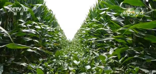 農(nóng)機(jī)具“換裝” 備戰(zhàn)秋糧收獲季