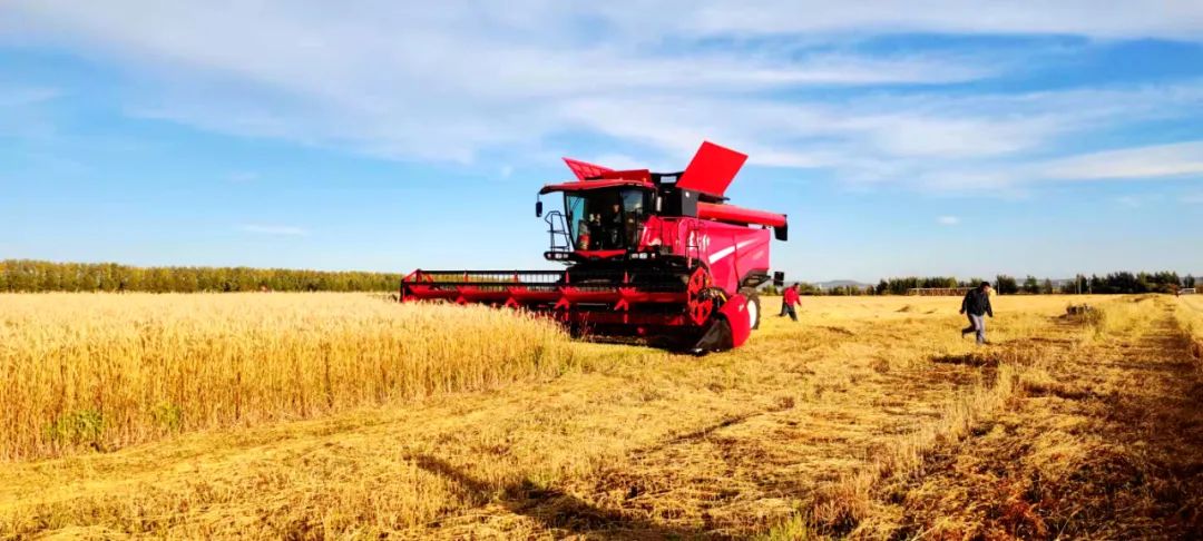 國內首款智能 大型 喂入量15公斤谷物聯(lián)合收割機在中國一拖研制成功