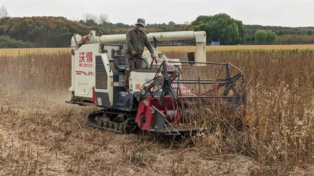 5分鐘收完一畝地！ 湖北攻克芝麻生產(chǎn)全程機械化！