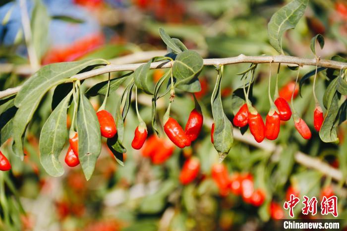 柴達木盆地綠色有機企業(yè)和產品認證數位居青海省首位