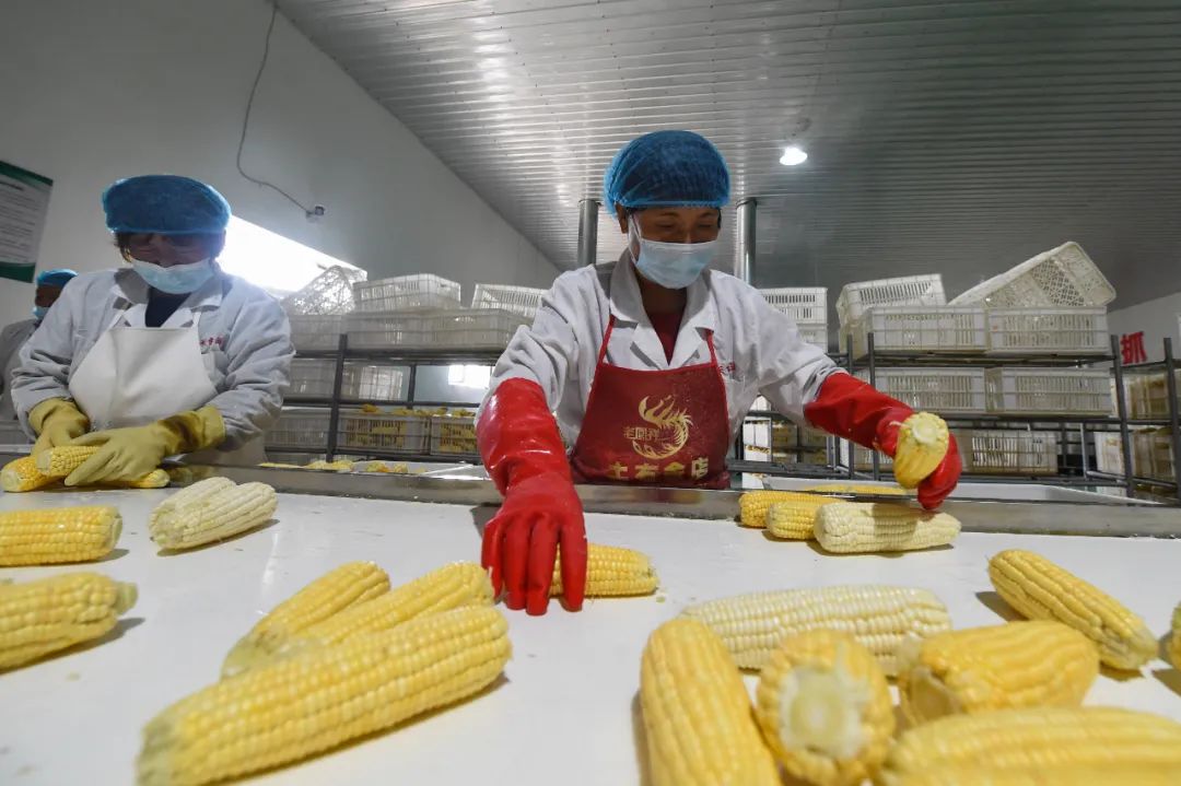 我國(guó)科學(xué)家成功克隆野生玉米變異基因