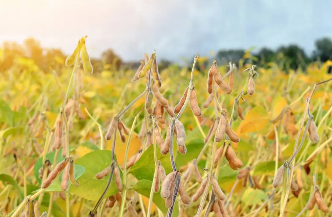糧安天下,大豆振興之路還需面對(duì)哪些挑戰(zhàn)? 糧安天下,大豆振興之路還需面對(duì)哪些挑戰(zhàn)?