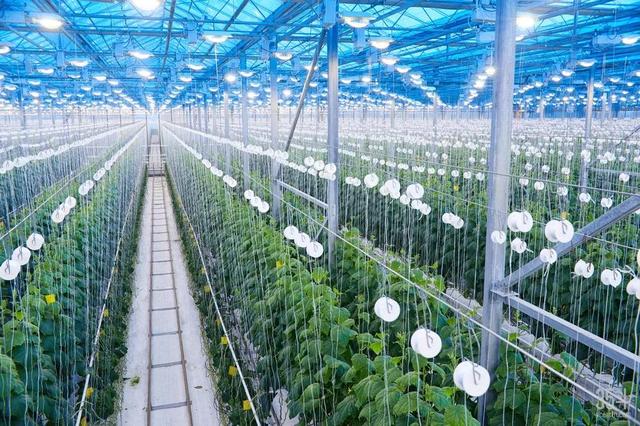 新加坡積極發(fā)展城市農(nóng)場