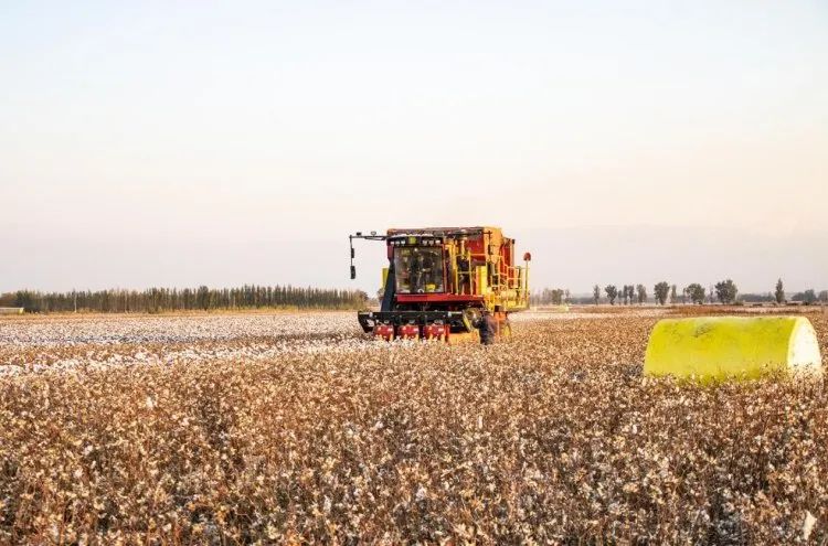 進(jìn)口采棉機(jī)曾受國外斷供，國產(chǎn)化替代讓中國棉農(nóng)挺起脊梁