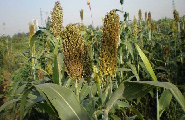 甜高粱配青玉米，鹽堿地上種出優(yōu)質(zhì)青貯飼料