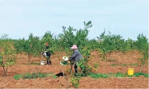 現(xiàn)代農(nóng)業(yè)產(chǎn)業(yè)園，如何撬動(dòng)3800多億元社會(huì)投資？