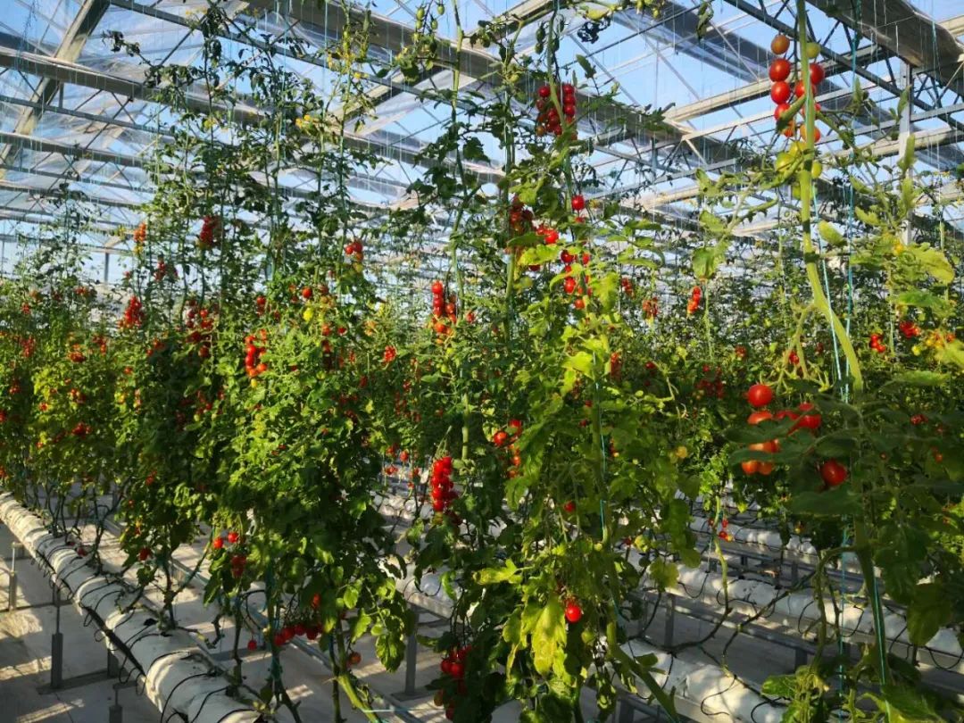 【商業(yè)案例】山東首家“數(shù)字農(nóng)場”成鄉(xiāng)村振興“新樣板”