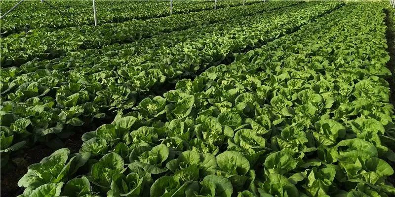 云南：一季度“云菜”出口量達(dá)16.3萬噸