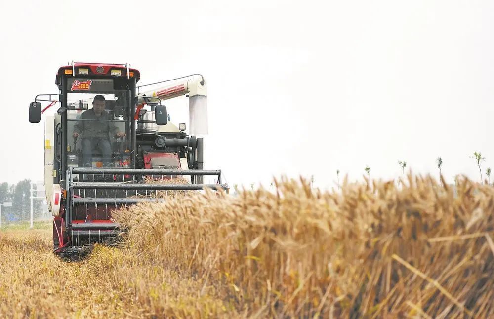 應(yīng)對(duì)“爛場(chǎng)雨”！農(nóng)業(yè)農(nóng)村部發(fā)布緊急通知