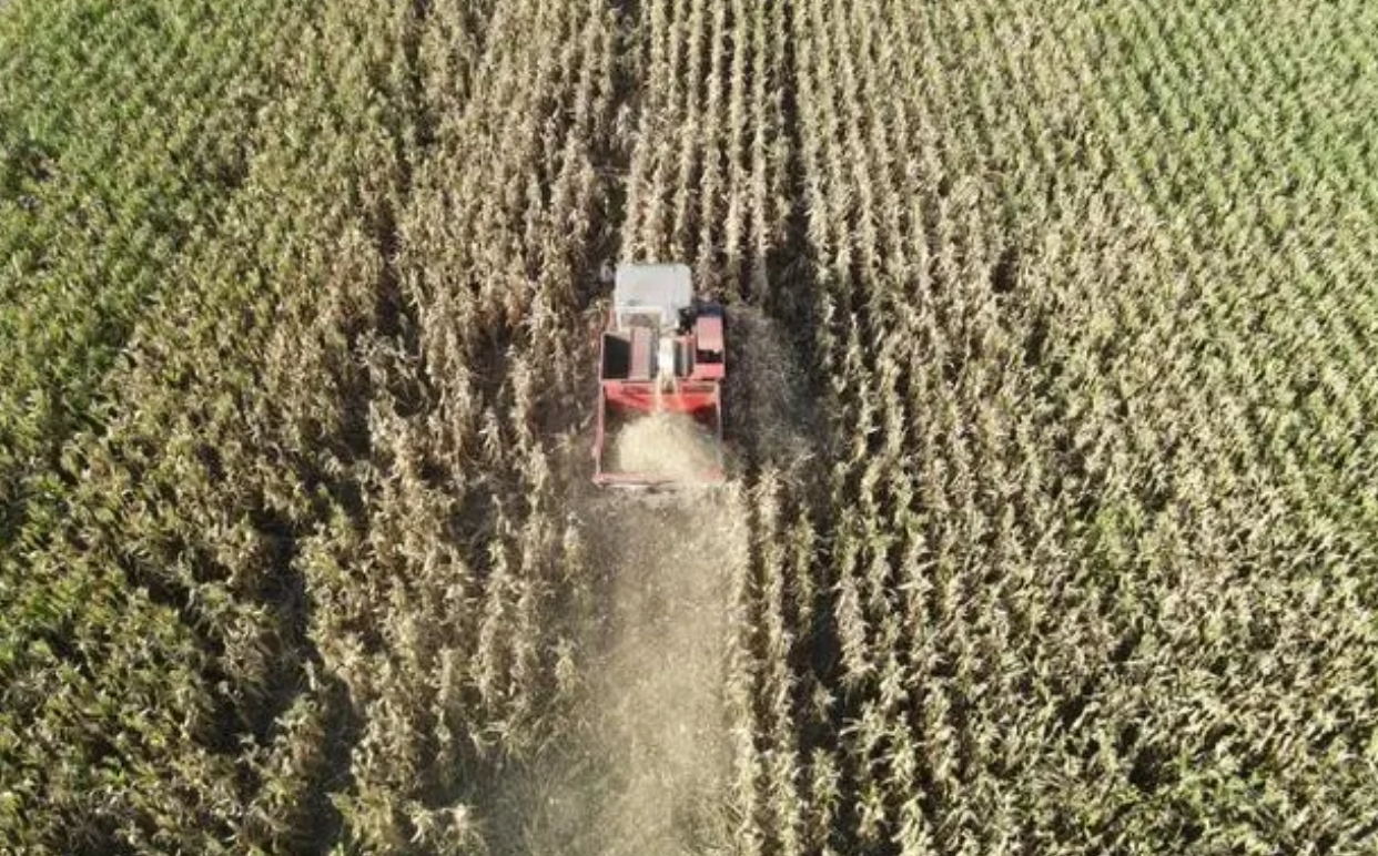 全國秋糧收獲進行時：農(nóng)戶搶收忙 “豐”景美如畫