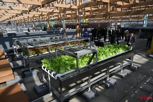 3.36億畝近8億噸！《2023年中國(guó)蔬菜產(chǎn)業(yè)發(fā)展報(bào)告》發(fā)布