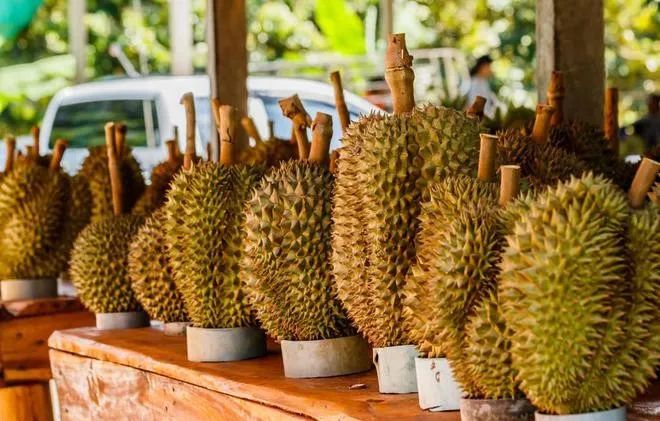 泰國(guó)榴梿對(duì)華出口不斷擴(kuò)大 泰國(guó)榴梿對(duì)華出口不斷擴(kuò)大