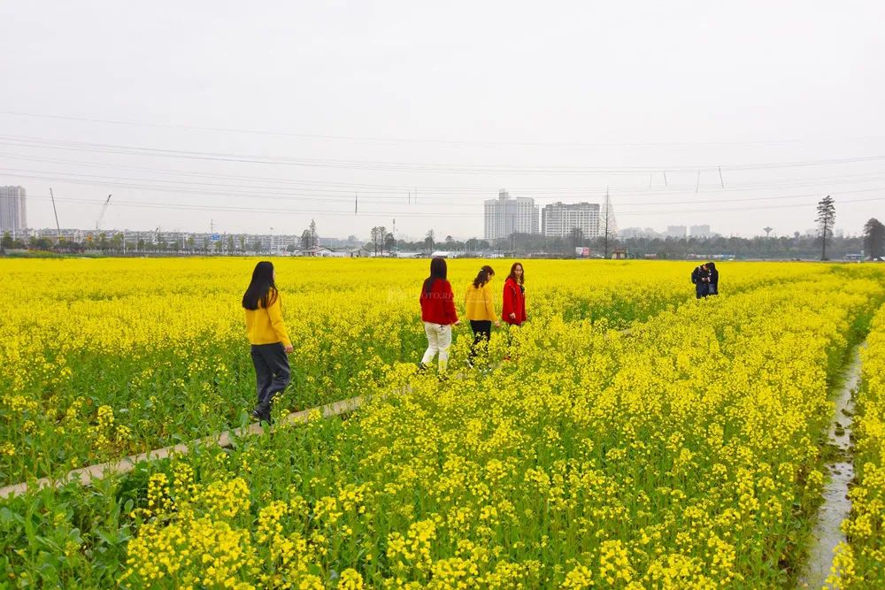 重點作物增加至4個！今年我國深入推進大面積單產提升行動