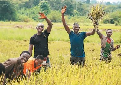 中國水稻技術(shù)惠及科特迪瓦民眾